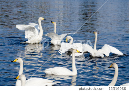 Flapping of the swan of the swan 13516988