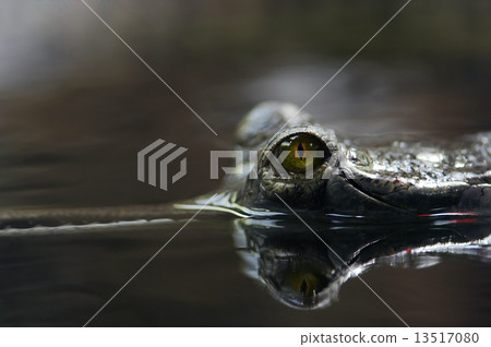 crocodile eye 13517080