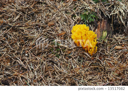 yellow coral mushroom 13517082