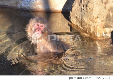 猴子溫泉沐浴 猴子溫泉沐浴 13517097
