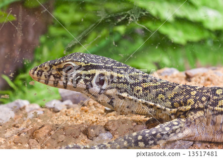 little lizard in glass 13517481