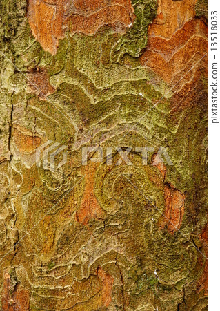 冬天的樹皮 冬天的樹皮 13518033