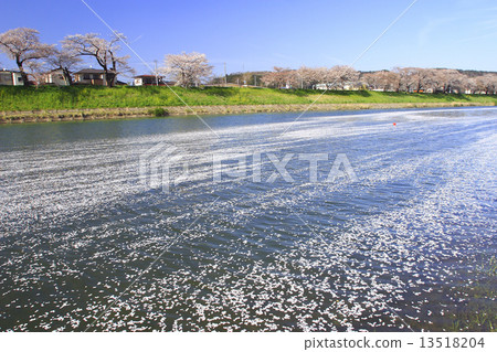Cherry blossoms flowing through Shiraishi River Cherry blossoms flowing through Shiraishi River 13518204