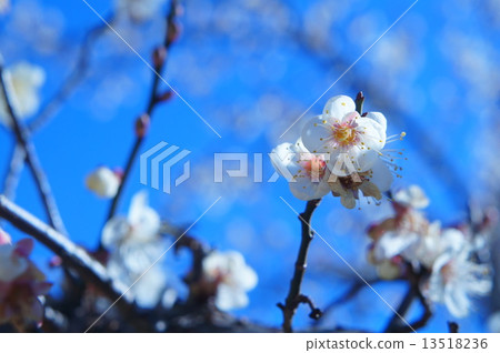 Ume flower Ume flower 13518236