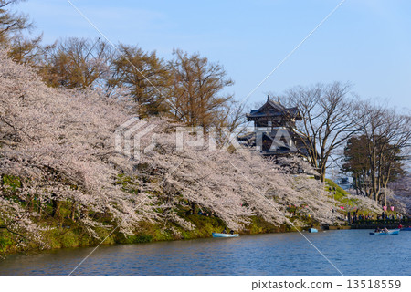 Sakura and Takada castle at Joetsu Takada Park 13518559