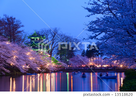 Cherry blossoms at Joetsu Takada Park and lighting up at Takada castle 13518620