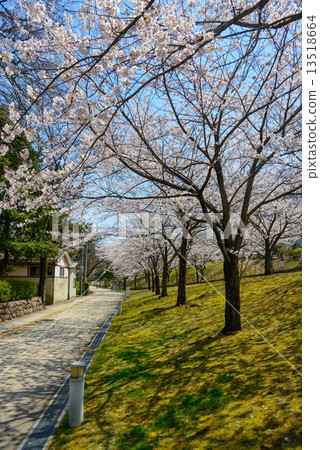 Cherry blossoms at Niigata Hakusan Park 13518664