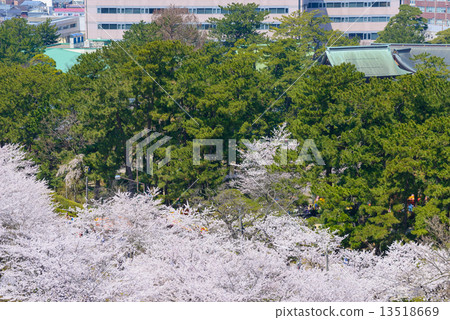 Cherry blossoms at Niigata Hakusan Park 13518669