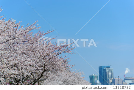 新潟信濃河Yakagaki櫻花在綠化區 新潟信濃河Yakagaki櫻花在綠化區 13518782