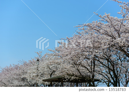 Niigata Shinano River Yakagaki Cherry Blossom in the Greenery Area Niigata Shinano River Yakagaki Cherry Blossom in the Greenery Area 13518783