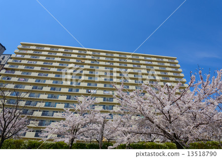 新潟信濃河Yakagaki櫻花在綠化區 13518790