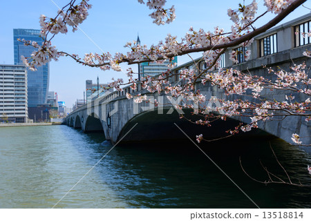 Niigata Maiya bridge and cherry blossoms Niigata Maiya bridge and cherry blossoms 13518814
