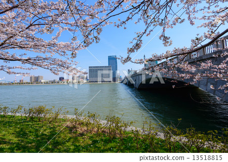 新潟Maiya橋和櫻花 13518815