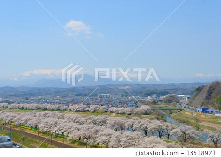 白石川堤一目千本櫻 白石川堤一目千本櫻 13518971