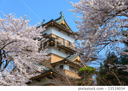 在長野縣高島公園和高島城堡驢寺的櫻花 在長野縣高島公園和高島城堡驢寺的櫻花 13519034