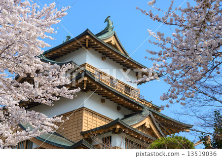 在長野縣高島公園和高島城堡驢寺的櫻花 在長野縣高島公園和高島城堡驢寺的櫻花 13519036