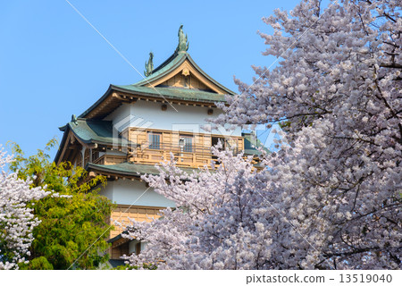 在長野縣高島公園和高島城堡驢寺的櫻花 在長野縣高島公園和高島城堡驢寺的櫻花 13519040