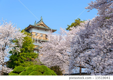 Cherry blossoms at Takashima Park in Nagano Prefecture and Takashima Castle donkei temple 13519041