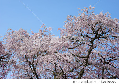 Nagano Prefecture Achi black ship cherry tree Nagano Prefecture Achi black ship cherry tree 13519099