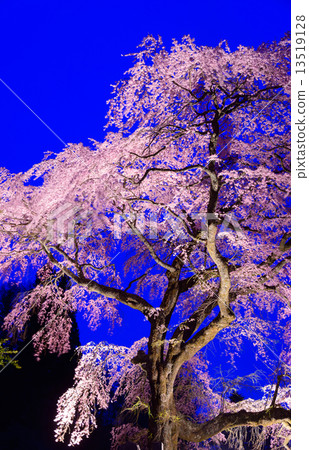 Nagano Prefecture Achi black ship cherry blossoms light up Nagano Prefecture Achi black ship cherry blossoms light up 13519128