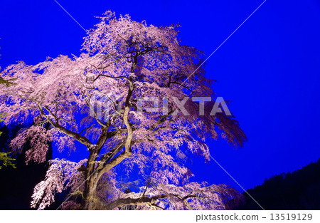 Nagano Prefecture Achi black ship cherry blossoms light up Nagano Prefecture Achi black ship cherry blossoms light up 13519129