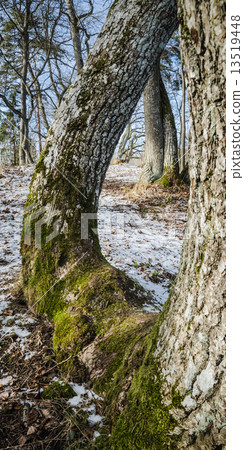 Spring landscape in wood Spring landscape in wood 13519448