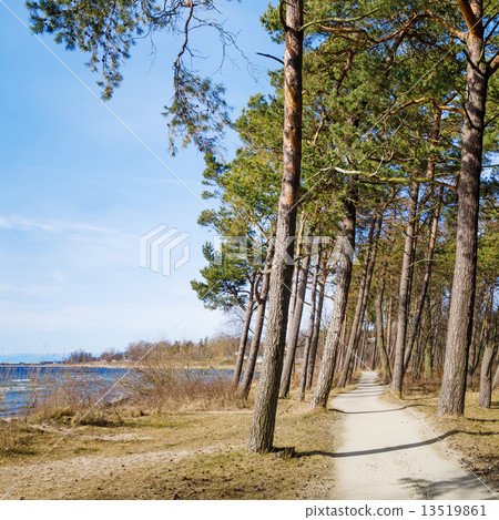 Coast of Baltic sea, a sunny day 13519861