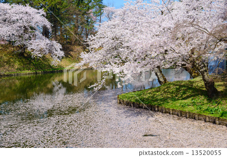 Cherry blossoms at Aomori Hirosaki Park 13520055