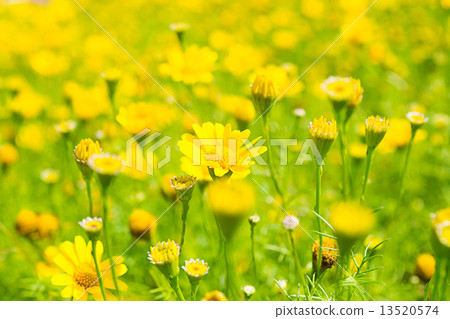 Buttercup Meadow in flower Garden Buttercup Meadow in flower Garden 13520574