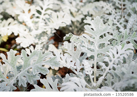 Gray leaf of Dusty Miller 13520586