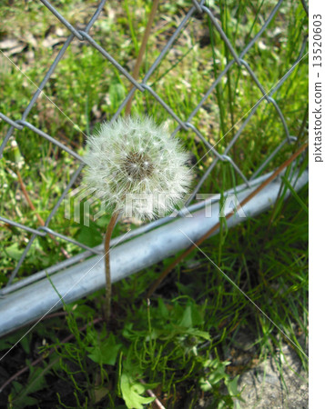 蒲公英的絨毛和圍欄 蒲公英的絨毛和圍欄 13520603