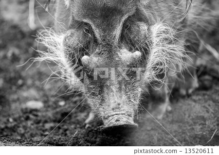The red river hog Potamochoerus porcus , originated from the Afr The red river hog Potamochoerus porcus , originated from the Afr 13520611