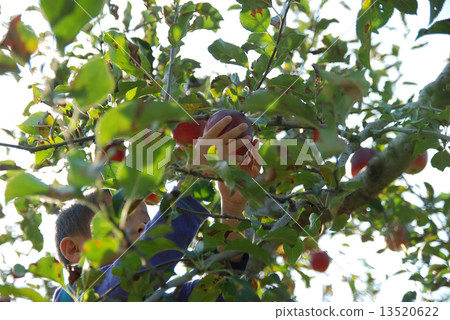 蘋果狩獵 13520622