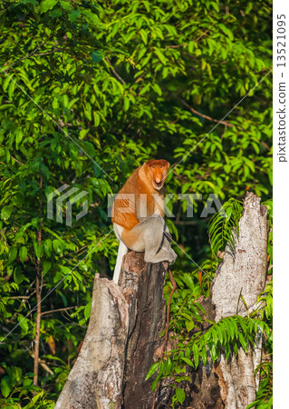 Benneo的猴子猴子 Benneo的猴子猴子 13521095