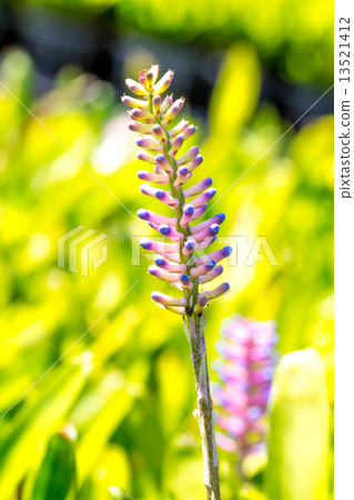 Bromeliad, Aechmea gamosepala Bromeliad, Aechmea gamosepala 13521412