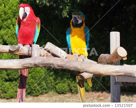 Beni Macaw and Ruri Macawo 13521507