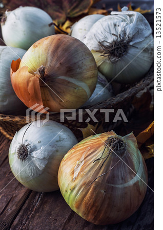 harvest onion 13521573