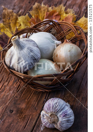 harvest onion harvest onion 13521575