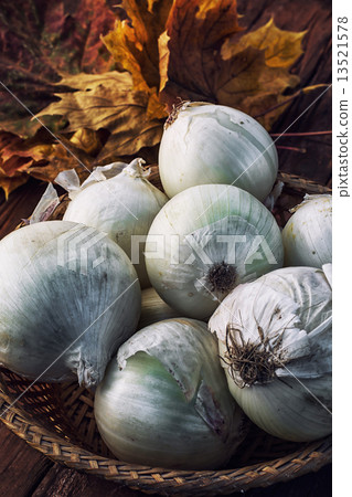 harvest onion harvest onion 13521578