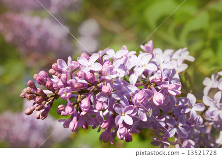 Branch of lilac flowers Branch of lilac flowers 13521728