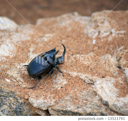 图库照片 unicorn beetle