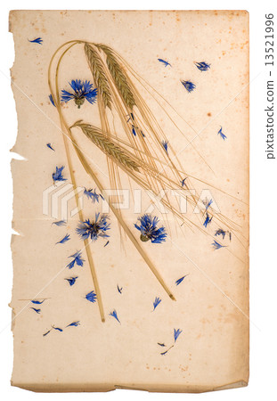 dried cornflowers and corn on aged paper 13521996