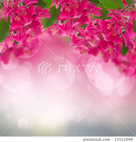 Blossoming Plum Flowers on sky background Blossoming Plum Flowers on sky background 13522099