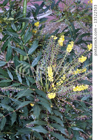 粳稻十大功勞 13522503