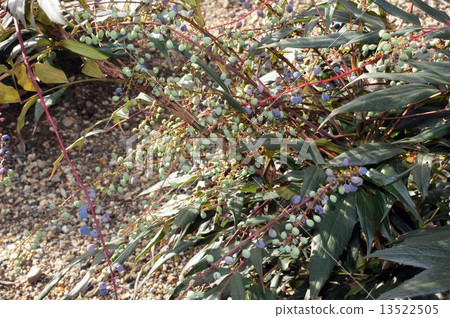 粳稻十大功勞 13522505