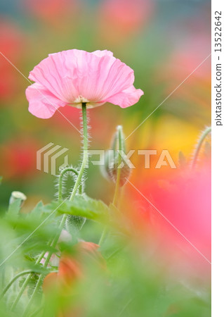 Poppy Poppy 13522642