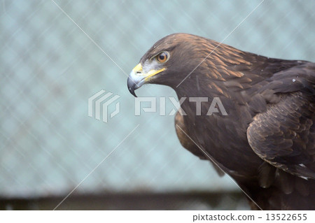 Eagle's eagle 13522655