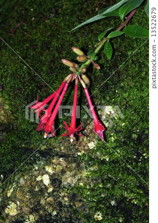 Fuchsia Boliviana 13522679