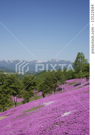 Shibazakura 13522684