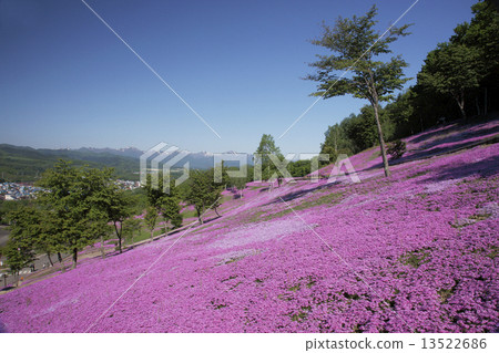 Shibazakura Shibazakura 13522686